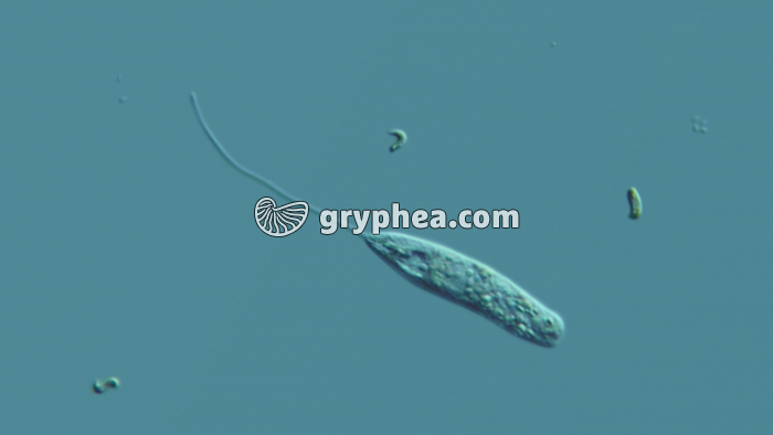 Zooflagellé (Mastogamoeba sp) x160 - gryphea.com